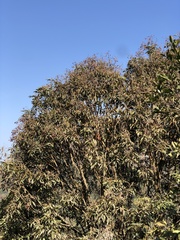 Ormosia semicastrata