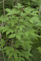 Acer mandshuricum