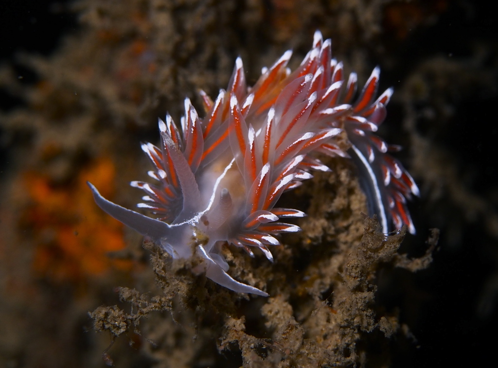 Striped Fjordia