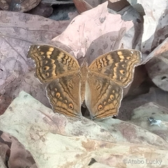 Junonia chorimene