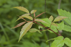 Acer mandshuricum