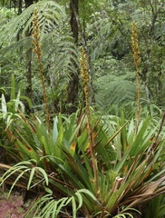 Cipuropsis hospitalis