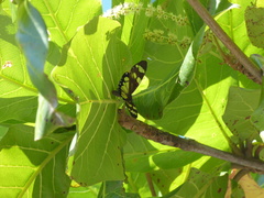 Phaloe cruenta
