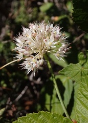 Allium × agarmyschicum