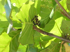 Phaloe cruenta