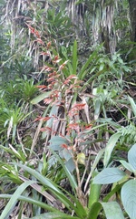 Vriesea elata
