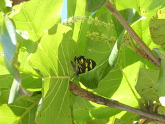 Phaloe cruenta