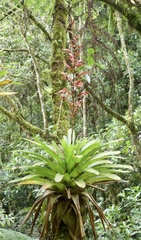 Vriesea elata