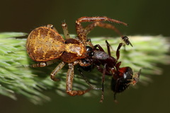 Xysticus lanio