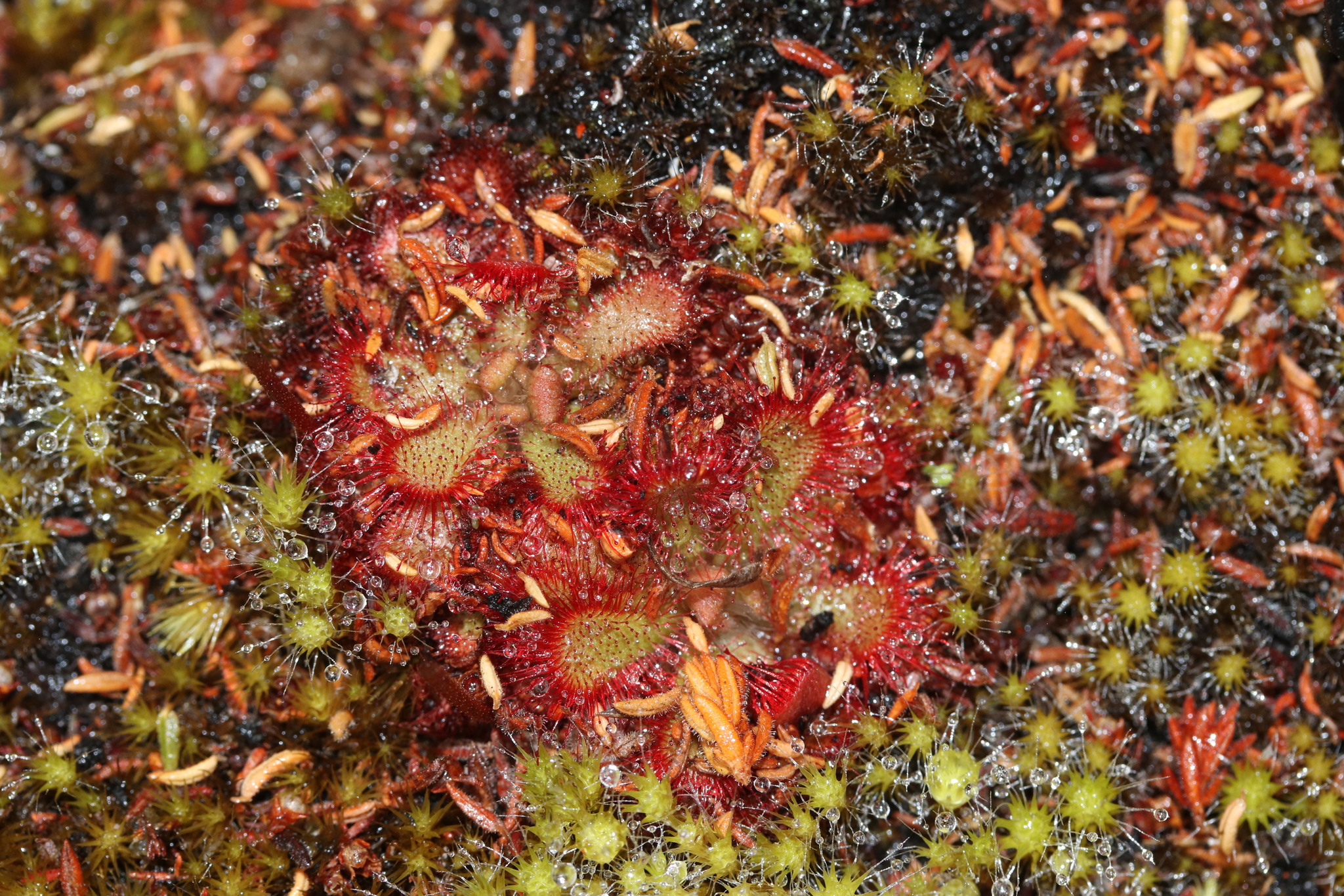 Drosera aliciae Raym.-Hamet