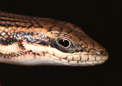 Trachylepis laevigata