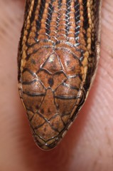 Trachylepis laevigata