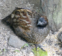 Odontophorus atrifrons