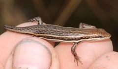 Trachylepis laevigata