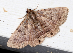 Diatenes aglossoides