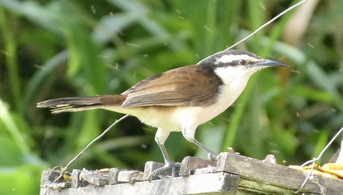 Bicolored Wren (Campylorhynchus griseus), photo 4