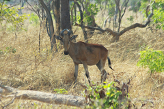 Alcelaphus buselaphus lichtensteinii
