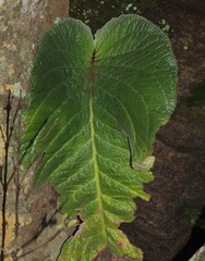Streptocarpus vandeleurii