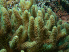 Capnella gaboensis