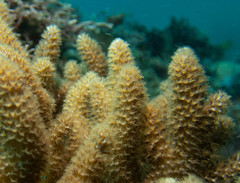 Capnella gaboensis