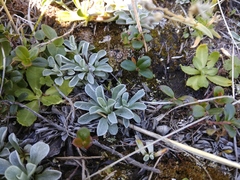 Antennaria caucasica