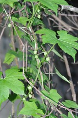Ceratiosicyos laevis