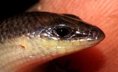 Sundevall's Writhing Skink photo 5