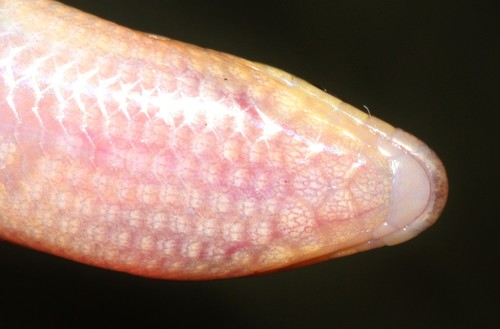 Sundevall's Writhing Skink