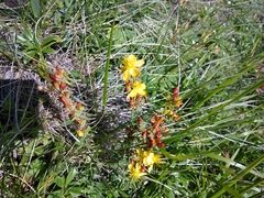 Hypericum linarioides