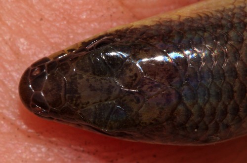 Sundevall's Writhing Skink