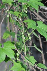 Ceratiosicyos laevis