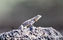 Acanthocercus annectans