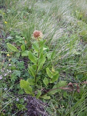 Pentanema orientale