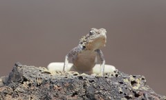 Acanthocercus annectans