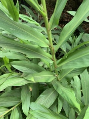 Hedychium flavescens