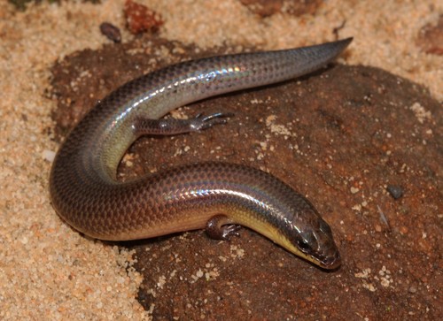 Sundevall's Writhing Skink