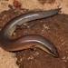 Sundevall's Writhing Skink - Photo (c) Alex Rebelo, some rights reserved (CC BY-NC), uploaded by Alex Rebelo