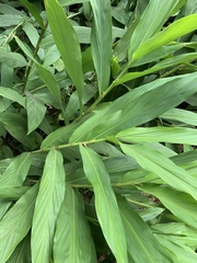Hedychium flavescens