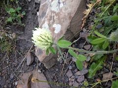 Trifolium caucasicum