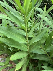 Hedychium flavescens