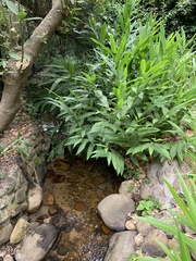 Hedychium flavescens