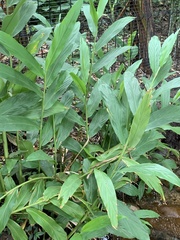 Hedychium flavescens