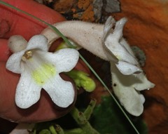 Streptocarpus vandeleurii