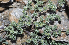 Corrigiola telephiifolia