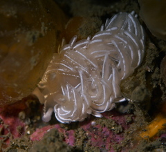 Favorinus blianus
