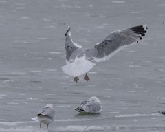 Larus californicus