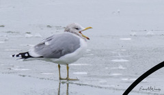 Larus californicus