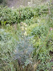 Aconitum anthora