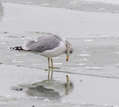 Larus californicus