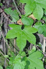 Ceratiosicyos laevis